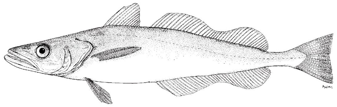 merluccius albidus.jpg